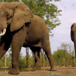 Que significa soñar con Elefante