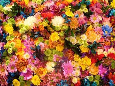 flores en sueño