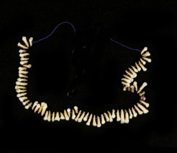 dientes de animales