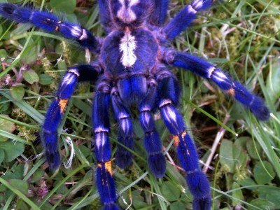 Que significa soñar con tarantulas de colores