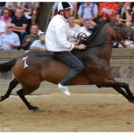 Que significa soñar con jinete