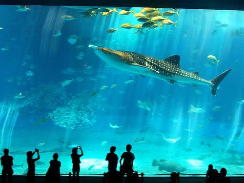 significado de los sueños acuario