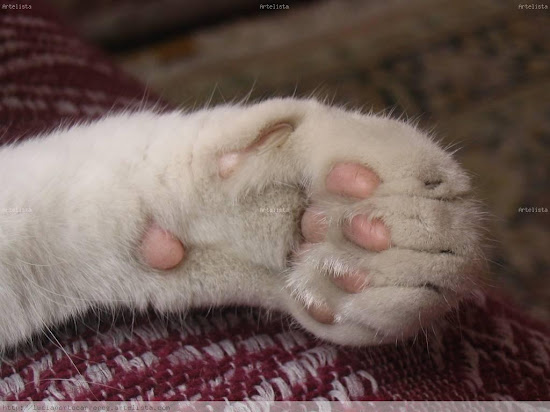 significado de los sueños pata de gato