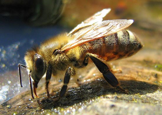 significado de los sueños abeja